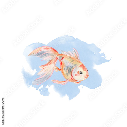 Goldfish on a blue watercolor background 1. Hand drawing. Watercolor illustration