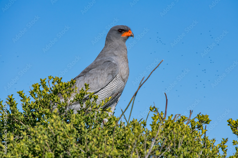 Pale chanting goshawk photographed in South Africa. Picture made in 2019. Pale chanting goshawk photographed in South Africa. Picture made in 2019.