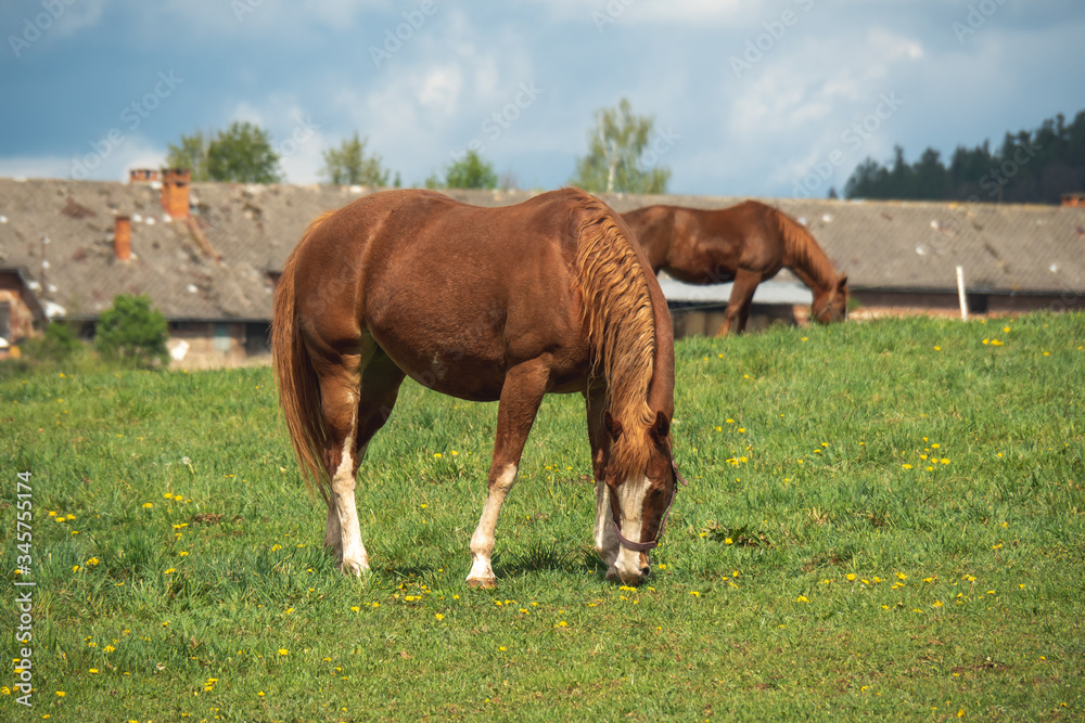 Two horses grazing in a beautiful green pasture on a farm. Brown horses in a green pasture. Czech Republic Two horses grazing in a beautiful green pasture on a farm. Brown horses in a green pasture. Czech Republic
