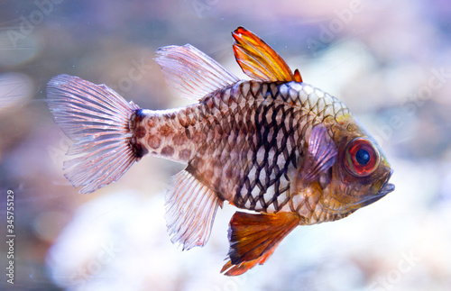 tropical fish in aquarium