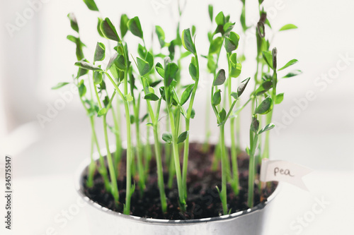 Micro Pea Shoots. Raw sprouts  microgreens  healthy eating concept. superfood grown at home