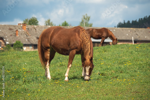 Two horses grazing in a beautiful green pasture on a farm. Brown horses in a green pasture. Czech Republic