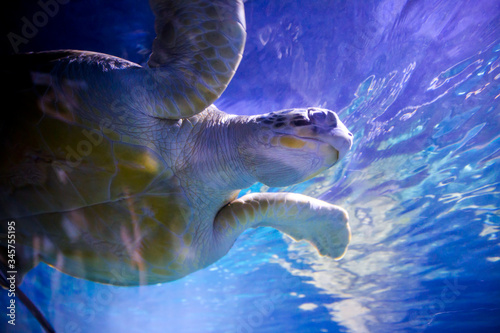 sea turtle swimming in water