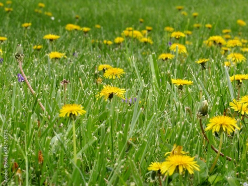 Field of Dandelions  © Patricia