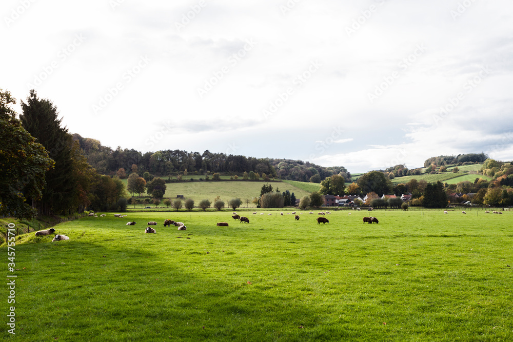 cows grazing in a field