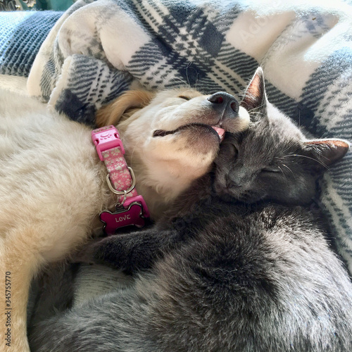 Best of friends between a Golden Retriever  puppy dog and a Russian Blue kitten cat together sleeping, playing, hugging, staring with trust and love. 