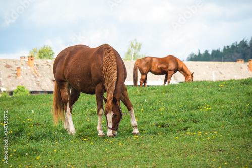 Two horses grazing in a beautiful green pasture on a farm. Brown horses in a green pasture. Czech Republic