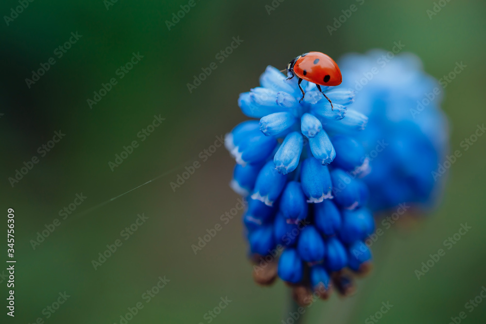 Fototapeta premium ladybug in spring on a beautiful blue flower