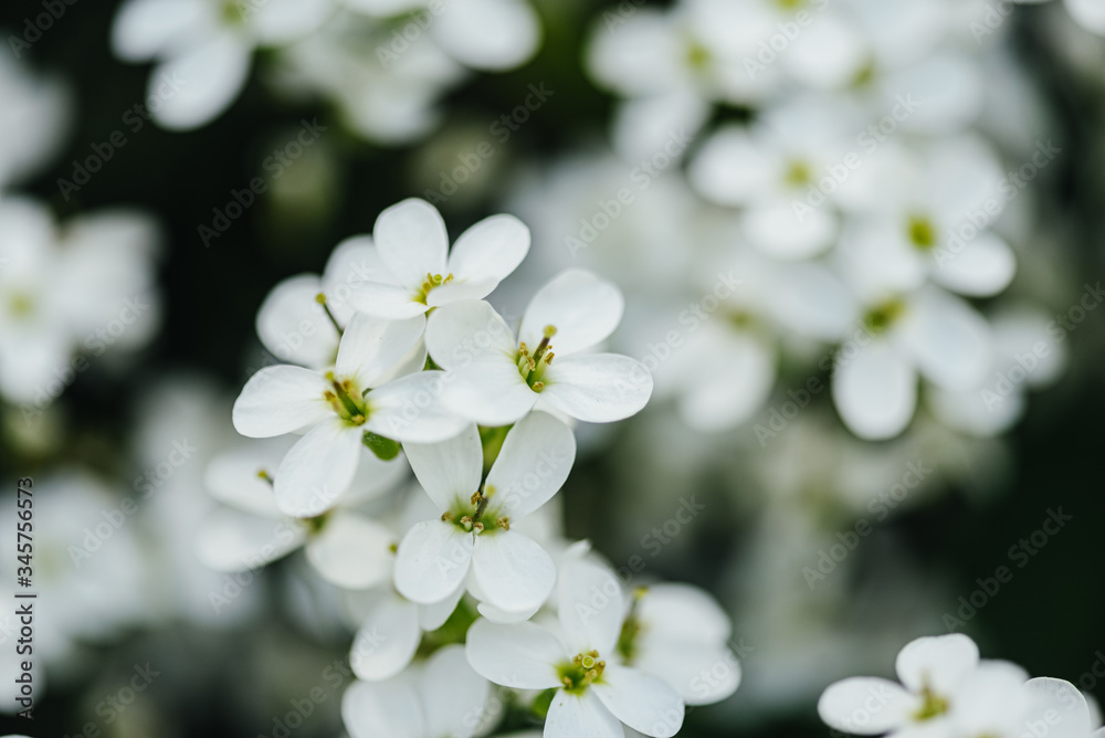 
Beautiful white wildflowers in spring. Close-up.