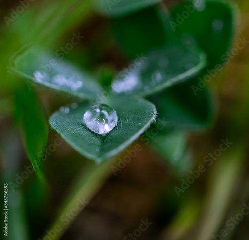Water drops on beautiful tiny shiny leaf