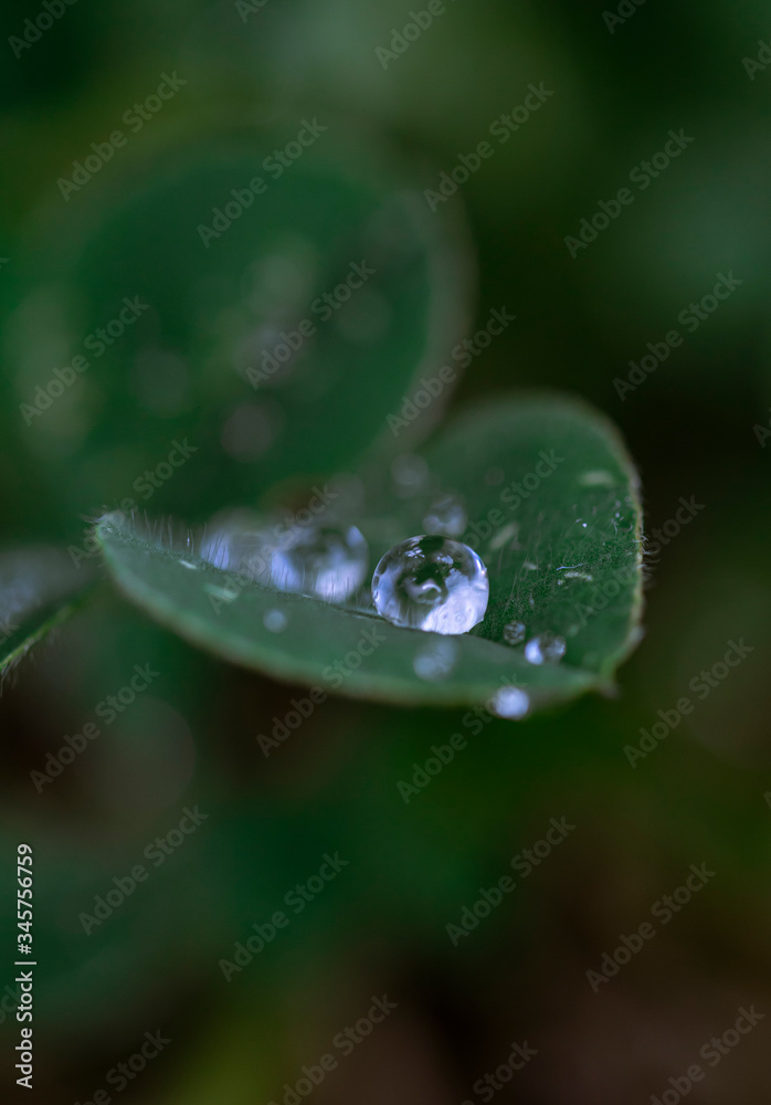 Water drops on beautiful tiny shiny leaf Water drops on beautiful tiny shiny leaf