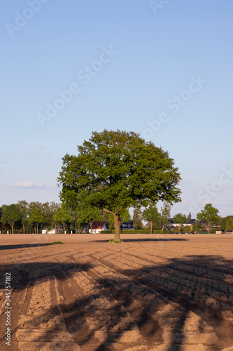 tree under blue sky with geometric patterns on the ground