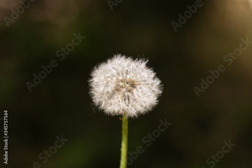 dandelion ready to be blown