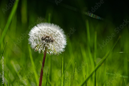 Beautiful dandelion wallpaper