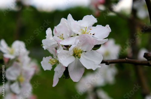 Blooming apple trees in spring park close up