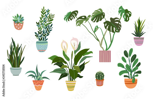 Potted plants set. Houseplants in colorful pots, succulent, home garden, indoor trees. Vector illustration for interior, botany, house decoration concept