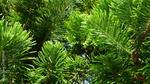 Natural green plant background .coniferous branches and leaves of Japanese cedar. needles growing up subtropical trees. composition of young branches. cryptomeria