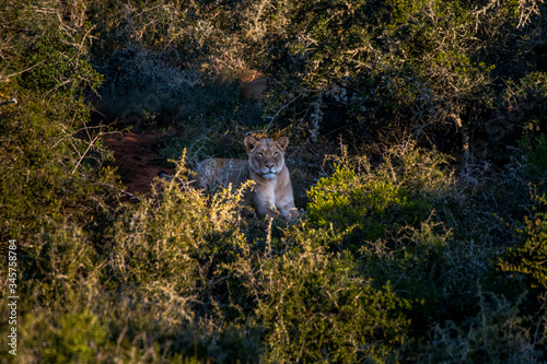 Lion photographed in South Africa. Picture made in 2019.