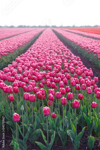 Spring colorful tulips in countryside 
