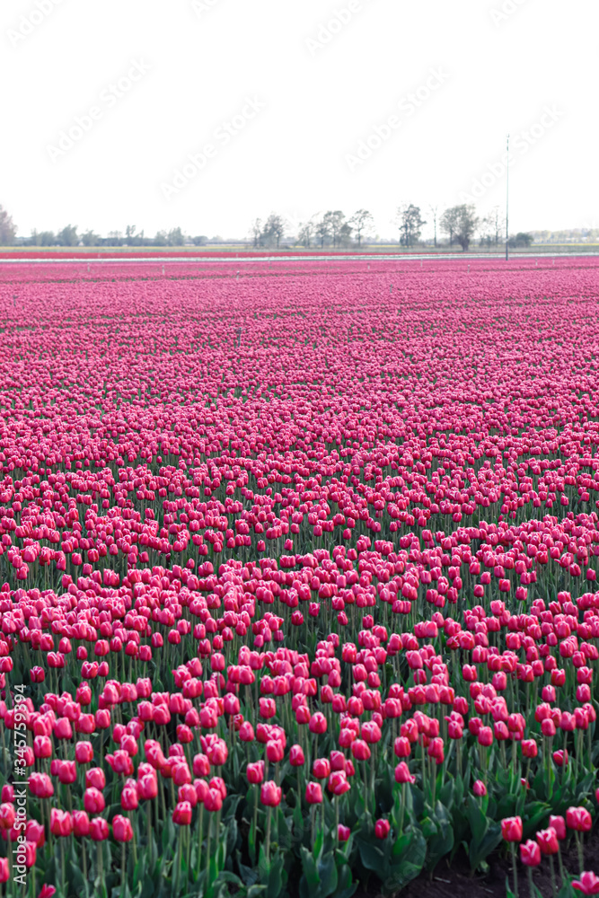 Spring colorful tulips in countryside 