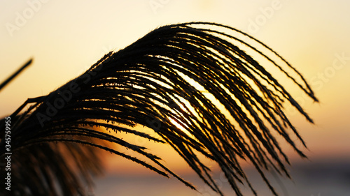 close-up, leaves and branches of grass and spikelets against the background of the sea and a beautiful golden sunset. Plant silhouette