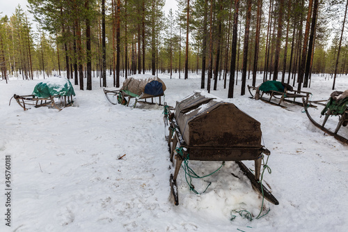 Nenets sleigh for reindeer harness. Arkhangelsk region, Russia © Fotoksa