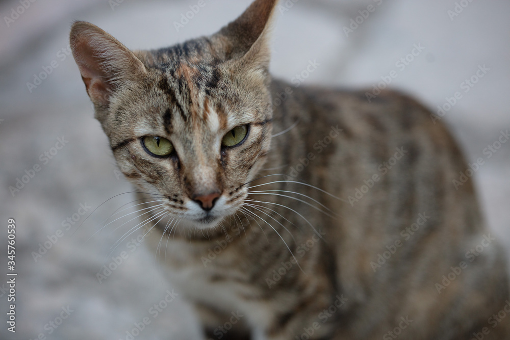 Katzenblick Katzenblick