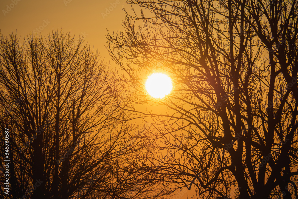 Tree against the setting sun. Landscape with bloody sunset. The terrain in southern Europe. Tragic gloomy sky. Purple-magenta clouds Tree against the setting sun. Landscape with bloody sunset. The terrain in southern Europe. Tragic gloomy sky. Purple-magenta clouds