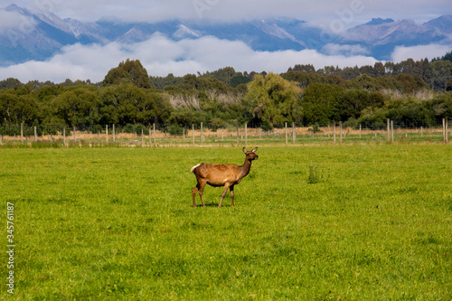 New Zealand red deer farm