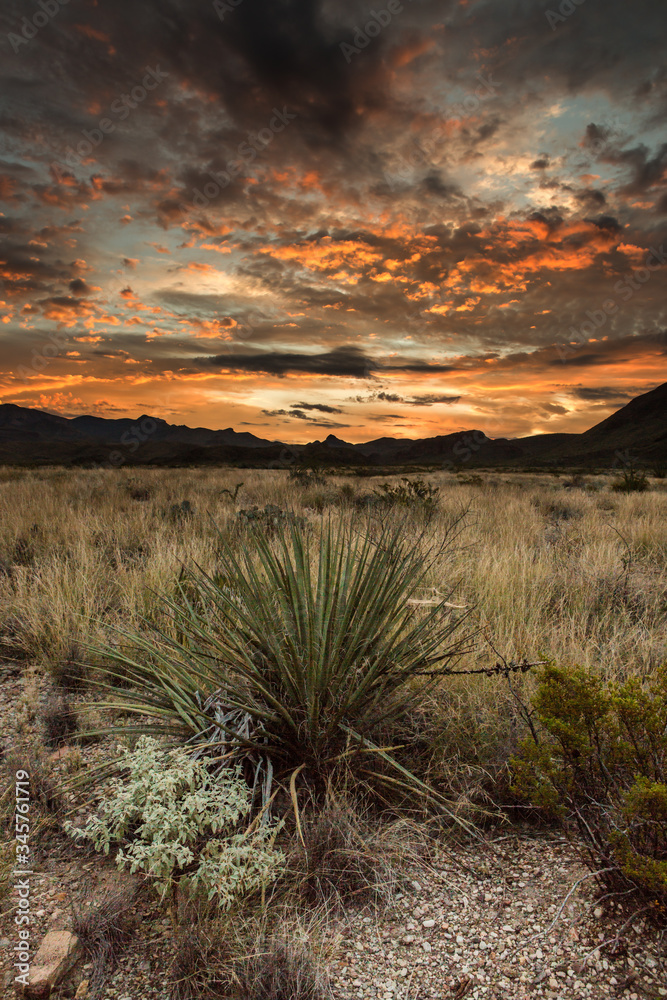 sunset in the desert