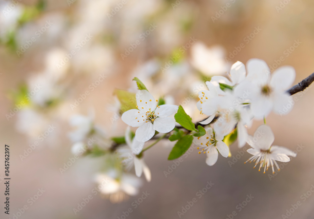 Beautiful flower of cherry blossom Beautiful flower of cherry blossom
