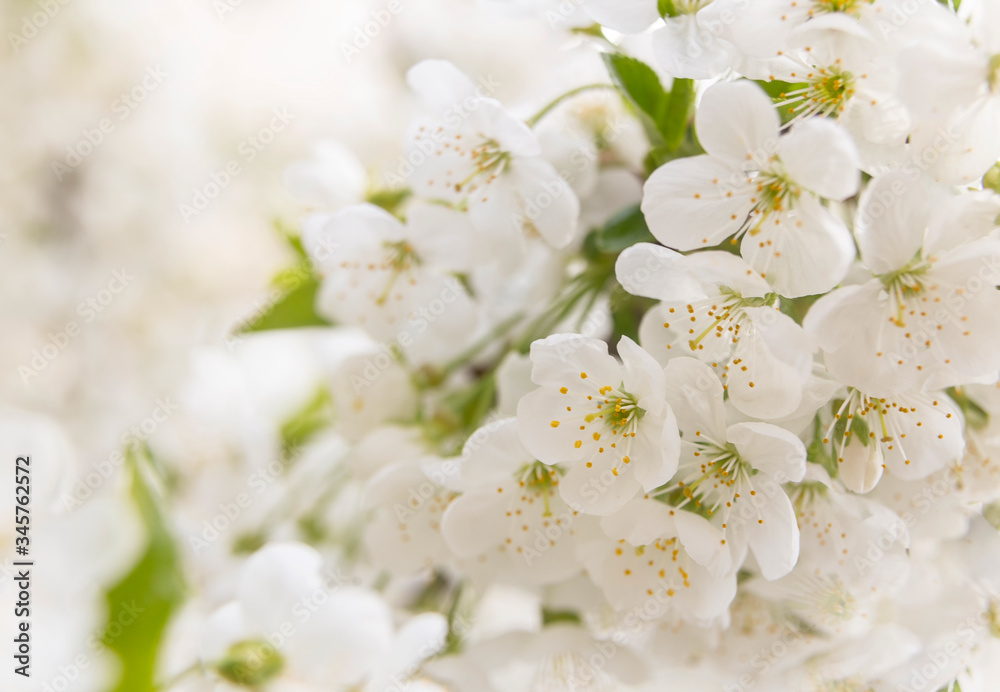 Background of cherry blossom; bunch of cherry flowers Background of cherry blossom; bunch of cherry flowers