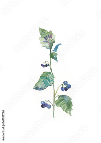 Bilde på lerret watercolor flower of black nightshade