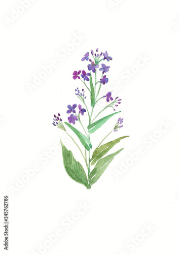 watercolor purple field flower. Herbs and Wild Flowers. Botany. Vintage flowers. Colorful illustration in the style of engravings.