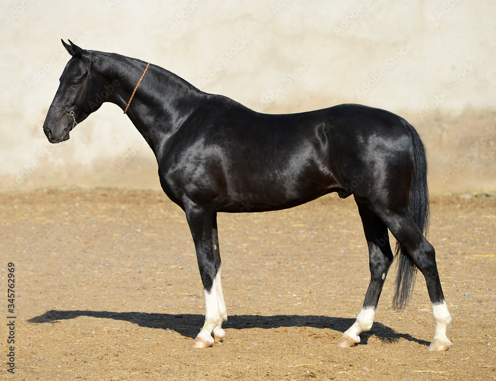 Magnificent black akhal teke stallion with four white legs standing with the side in the paddock with sand and yellow wall.