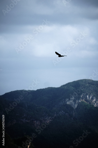 Soaring eagle on an epic landscape from Vinales Cuba