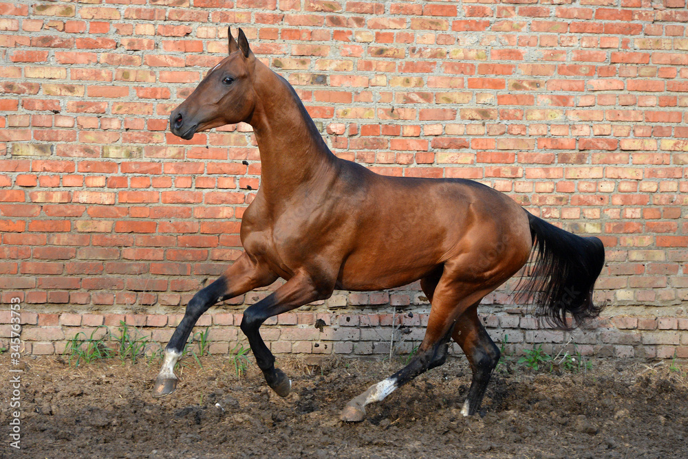 Bay akhal teke stallion running in the sand paddock against red brick wall. Bay akhal teke stallion running in the sand paddock against red brick wall.