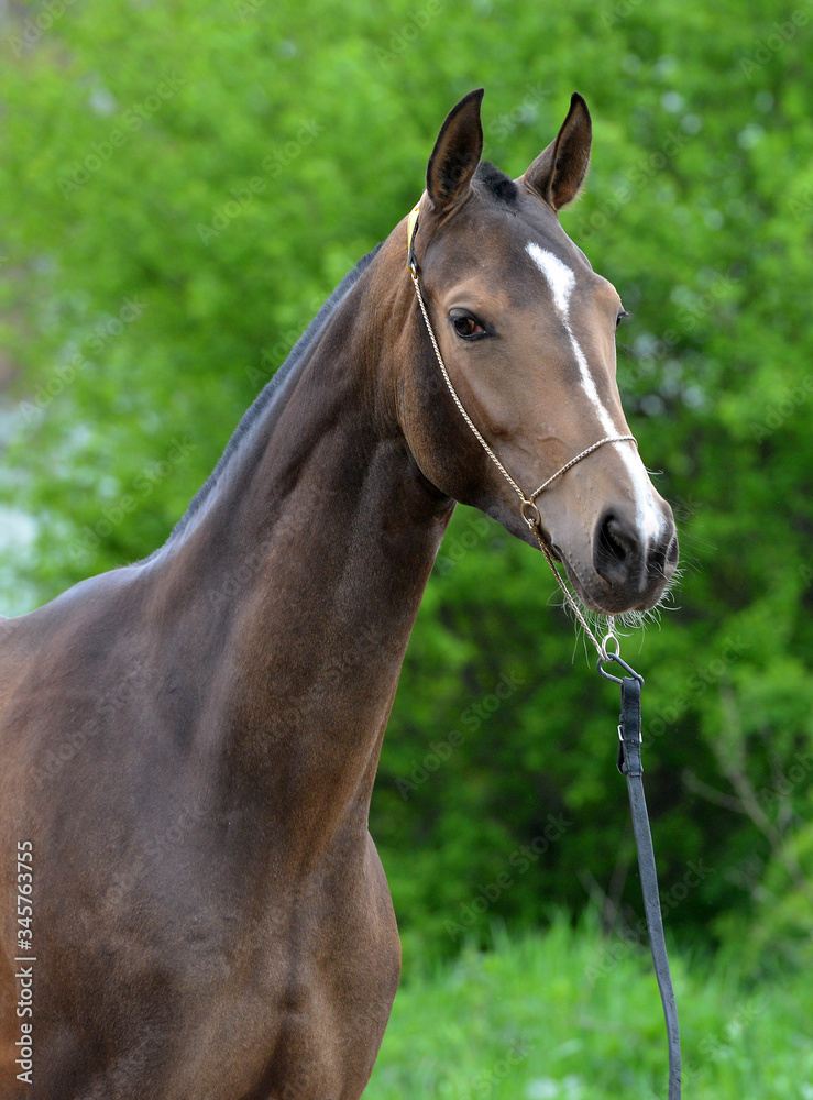 Dark buckskin akhal teke horse in the show halter against green leafy background.