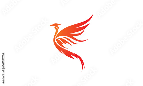 phoenix logo illustration photo