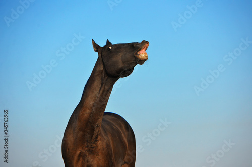 Black akhal teke stallion showing flehmen response putting upper lip up against blue sky background.