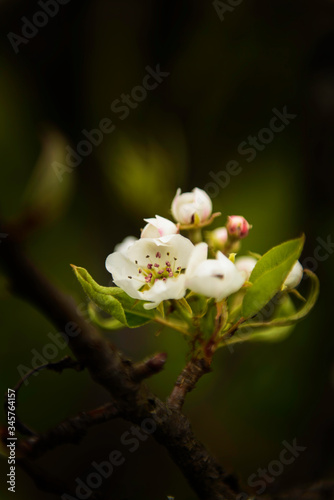 pear tree flower