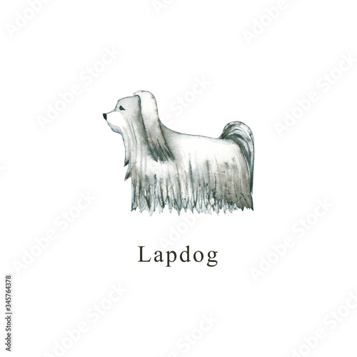 Fototapeta Naklejka Na Ścianę i Meble -  Watercolor dog. Hand drawn illustration is isolated on white. Painted Lapdog is perfect for animal design, pet shop, veterinary clinic, fabric textile, baby cloth print, interior poster, wallpaper