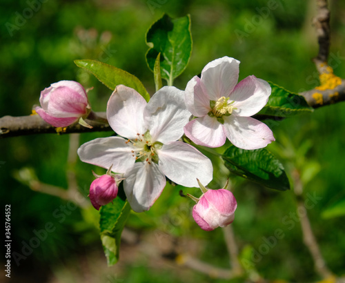 Blooming apple trees in spring park close up