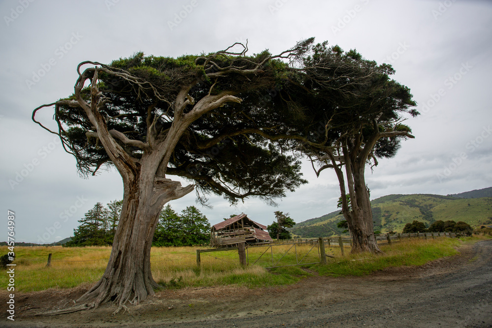 Wind sculpted trees, macrocarpa trees, Slope Point, Catlins, southern most point of South Island