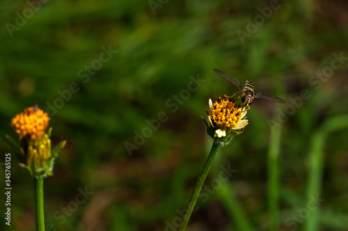 bidens pilosa, with a fly perched on its flower with a blurred background © Yanchapaxi