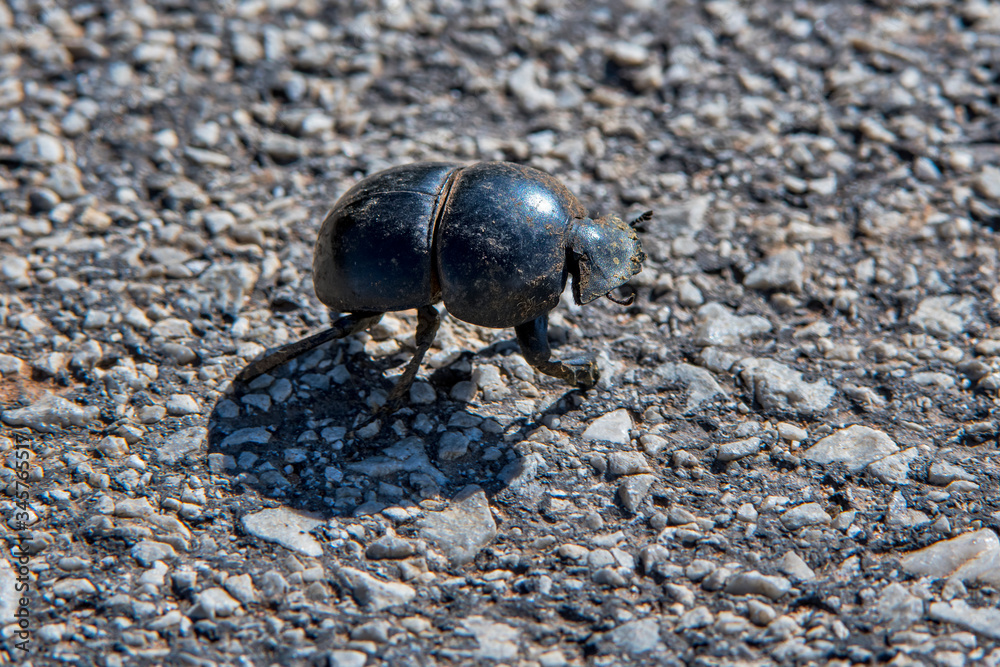 Beetle photographed in South Africa. Picture made in 2019. Beetle photographed in South Africa. Picture made in 2019.