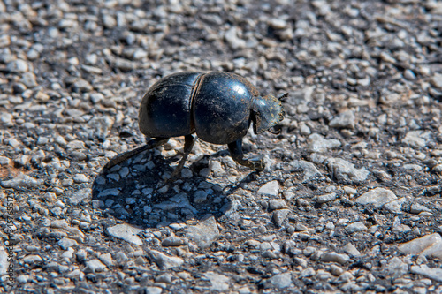 Beetle photographed in South Africa. Picture made in 2019.