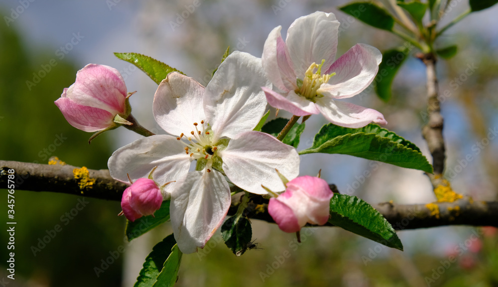Blooming apple trees in spring park close up