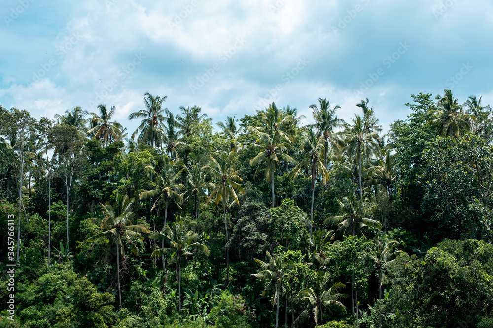 Tropical rain forest jungle with gigantic palm and banyan trees in Ubud, Bali Island Tropical rain forest jungle with gigantic palm and banyan trees in Ubud, Bali Island