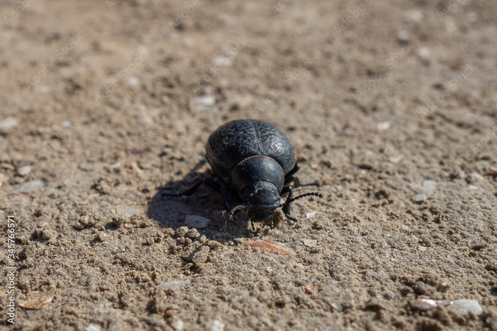 A large black beetle crawls on the sand in the wild. A large black beetle crawls on the sand in the wild.